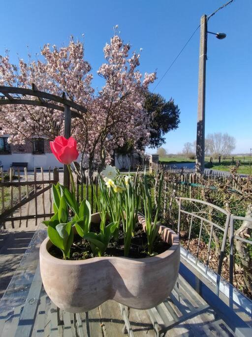 Gite Rural La Ferme Du Semeur-Zaaiershof Lessines ภายนอก รูปภาพ